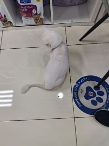 British White cat for sale