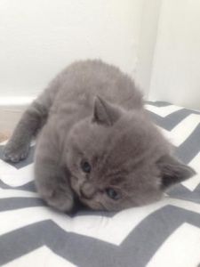British Blue Shorthair Kittens