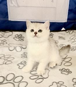 British shorthair
