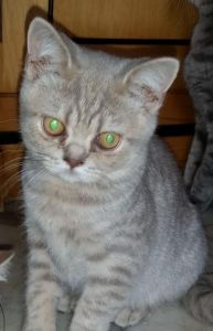 Micro Pocket British ShortHair Kittens