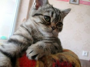 Golden, Spotted British Shorthair Boy ***