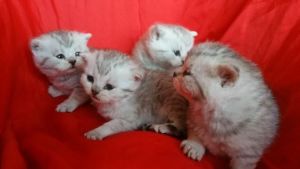 British Shorthair Kittens