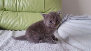 british-x-main-coon-kittens
