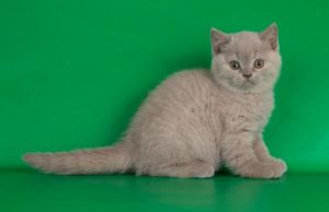 British Shorthair Kittens Ready Now
