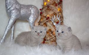 Stunning, champion lined British Shorthair kittens available