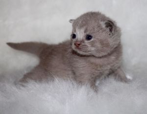 Pedigree British Shorthair Kittens