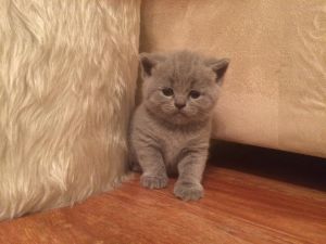Adorable British Shorthair Kittens