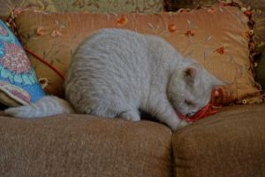 Tipped/silver British Shorthair Babies Gccf Reg Kitten