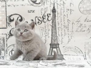 British Shorthair Pedigree Kittens