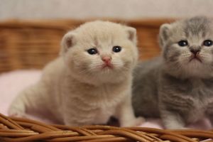 Pedigree British Shorthair Text us on (***) ***-***9