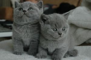 British Shorthair Kittens Ready Now Text us on (***) ***-***9