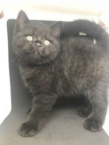 British Shorthair kitty