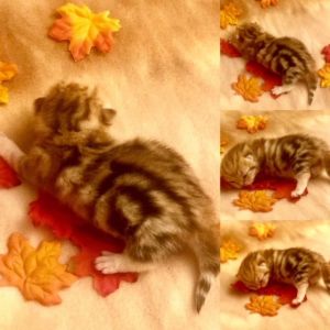 British Short Hair Golden Chinchilla Kittens