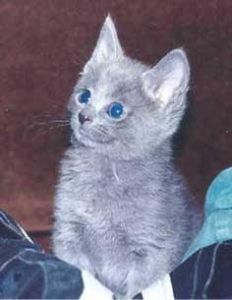 Beautiful British Shorthair Kittens Ready
