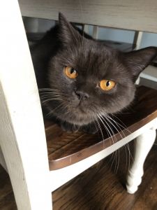 Beautiful British shorthair Cat
