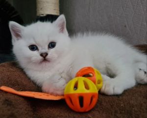 Stunning British Shorthair Kitten