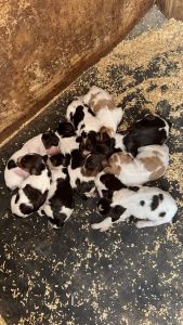Brittany Spaniel puppies for sale
