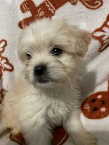 White Brussels Griffon Puppy