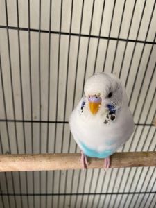 2 Parakeets(Budgies) for sale