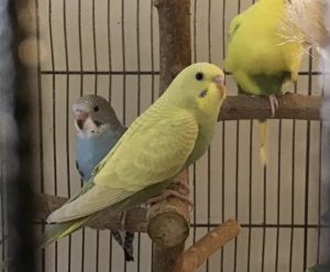 Baby Parakeets Fancy