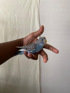 2 Parakeets(Budgies) for sale