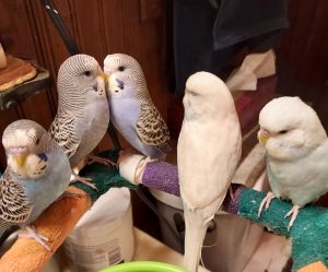 English Budgies