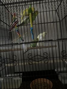 Young parakeets