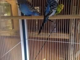 2 budgies left for sale.