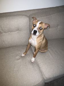 Tan & White Face Puppy