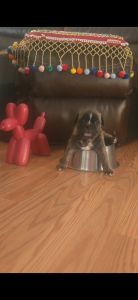 2 BUGGS Need Their Furever Home