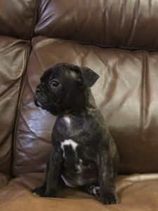 Bugg Puppies in Orange Va