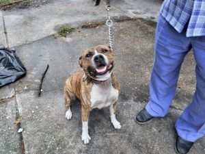 Friendly Dogs Need a Home