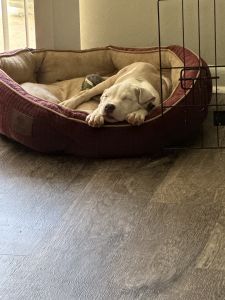 Diego need a new forever home