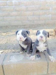 Blue Pit Bull Available (***) ***-***6