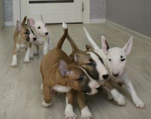 Bull Terrier Puppies For Sale