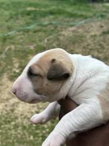 Fawn and White Bull Terrier