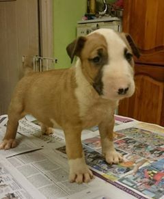 Red And White Pups For Sale text us at #(***) ***-***1