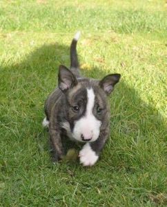 Bull Terrier Pups
