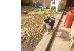 Quality Bull Terrier KC Puppies Ready Now