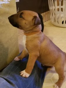 AKC Christmas puppies