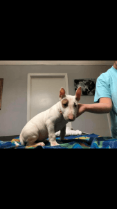Bull Terrier puppy