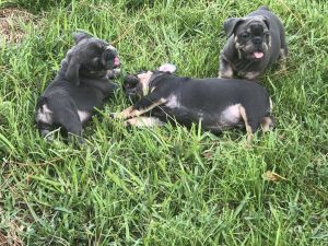 Bulldog puppies