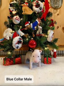 AKC Bullterrier Puppies For Sale