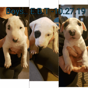 English Bull Terrier