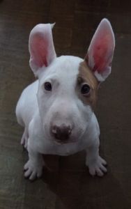 Bull terriers