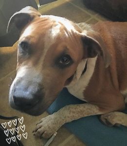 Sweetest boy needs his person!