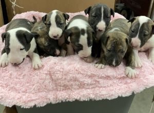 Bull Terrier Puppies