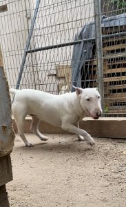 Full breed bull terrier
