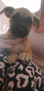 Mastiff X puppies need their forever homes