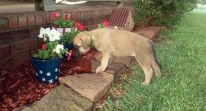 Tum-tums Bullmastiff Puppies For Sale .